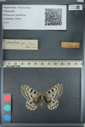 Media type: image;   Entomology 174378